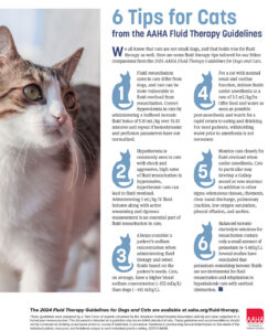 Six tips for cats infographic