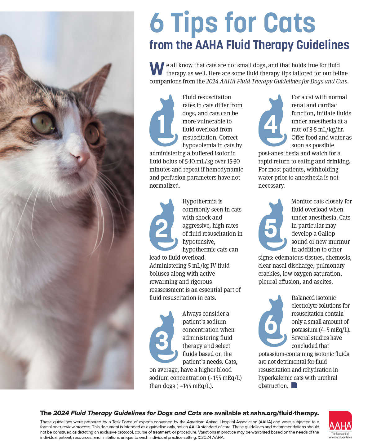 Six tips for cats infographic