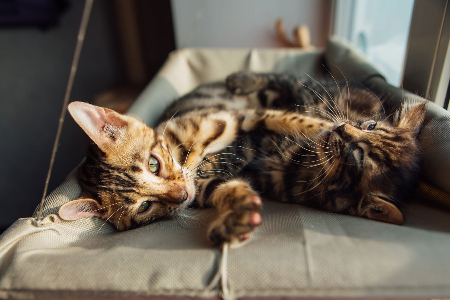 Two cats laying down playing