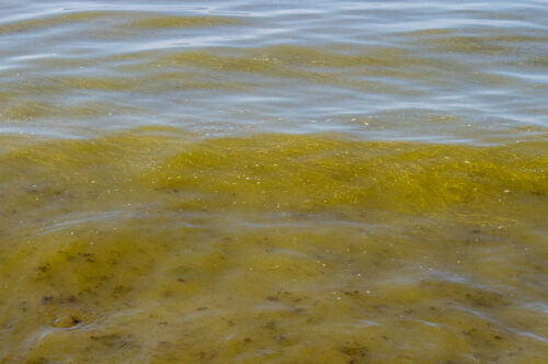 Blue green algae in water