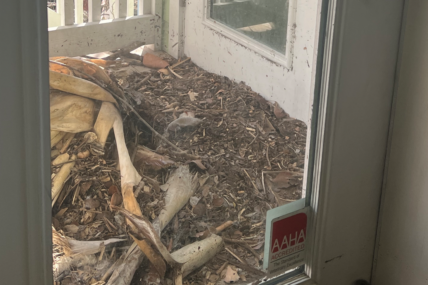 damage from a storm surge outside of a VCA hospital after hurricane Ian in 2022