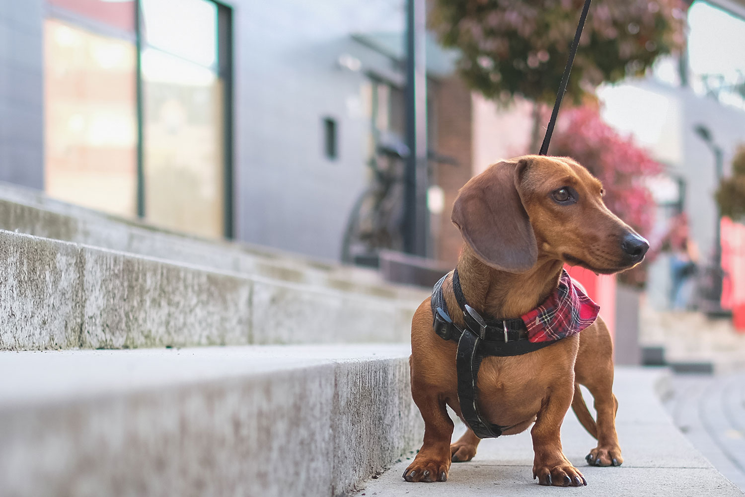 Dog being walked on pavement