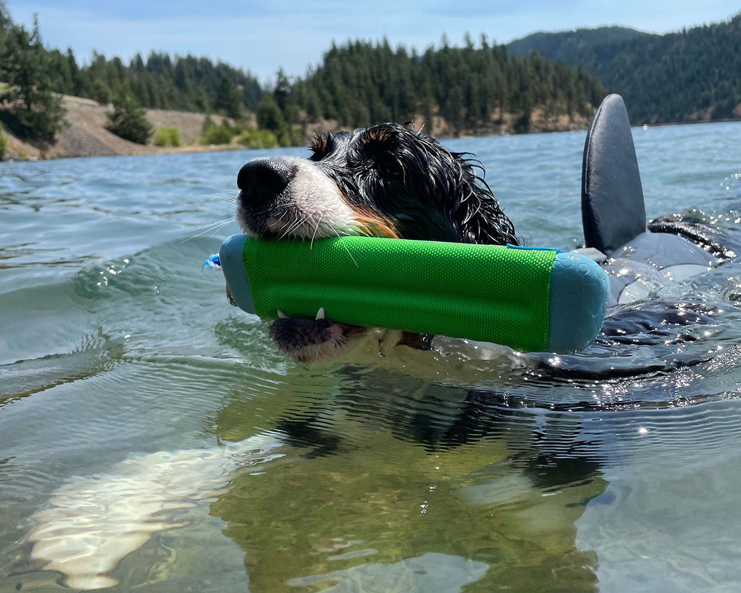 Dog in life jacket swimming in water with toy