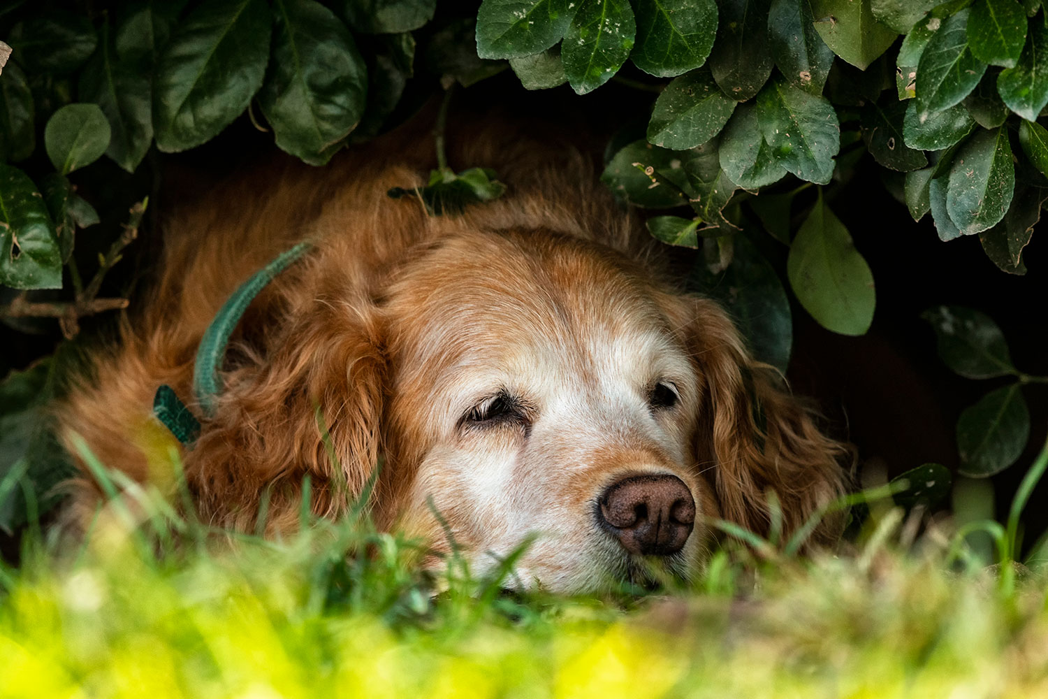 Gog sleeping outside under bush