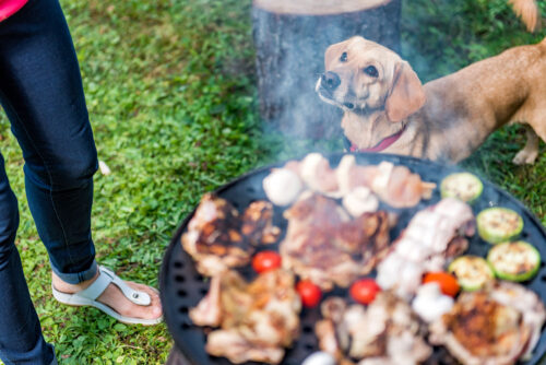 Dog starring up at people using grill