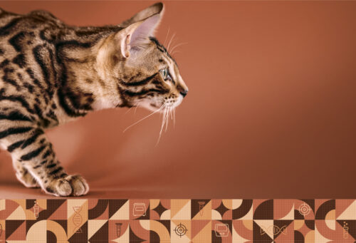 A side shot photo of a bengal cat looking intently at something.