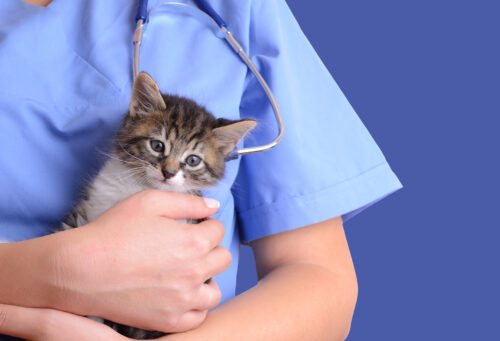 A closeup photo of a technician holding a kitten