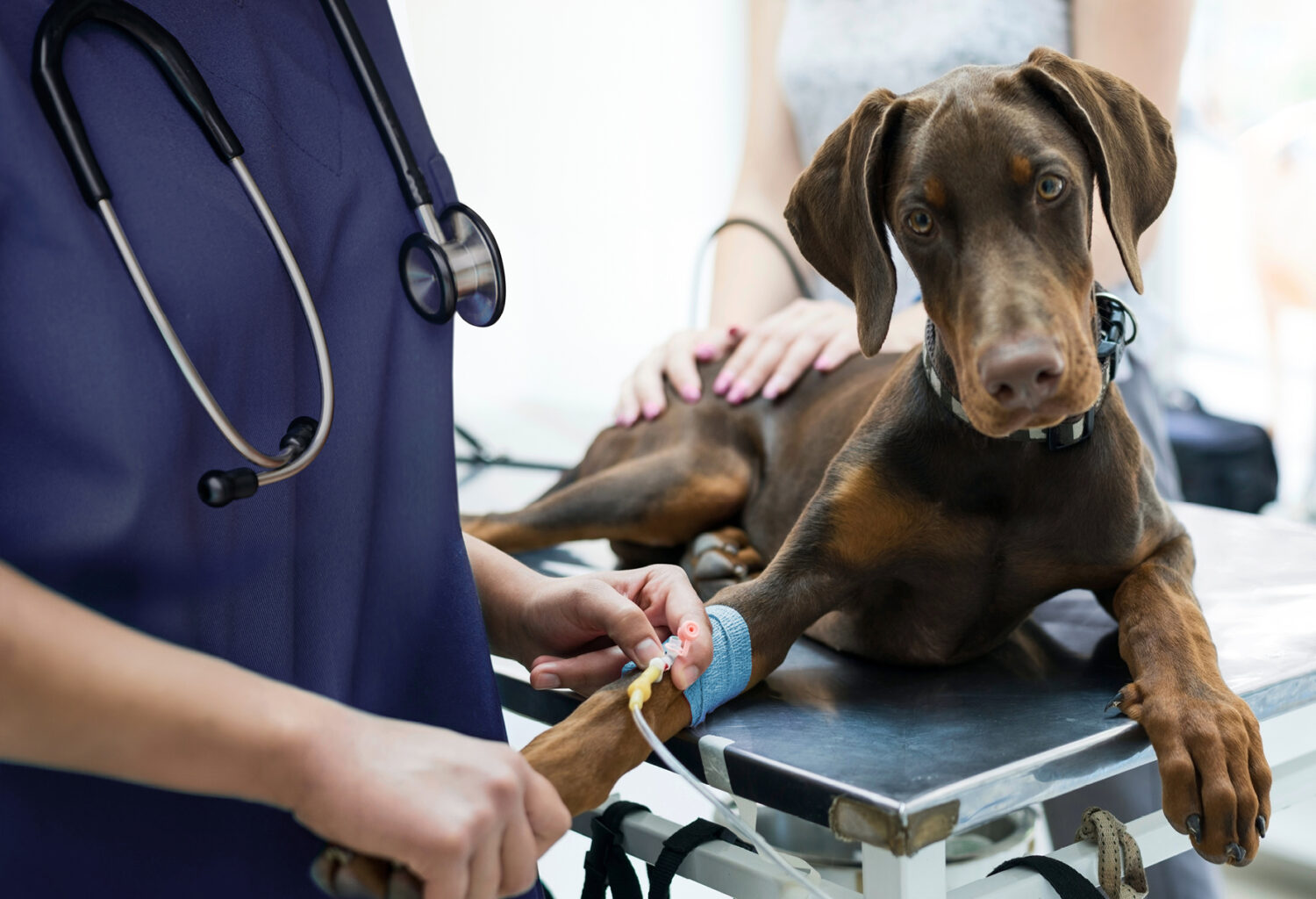 A photo of a tech adjusting a fluid IV line placed in a dog's arm.