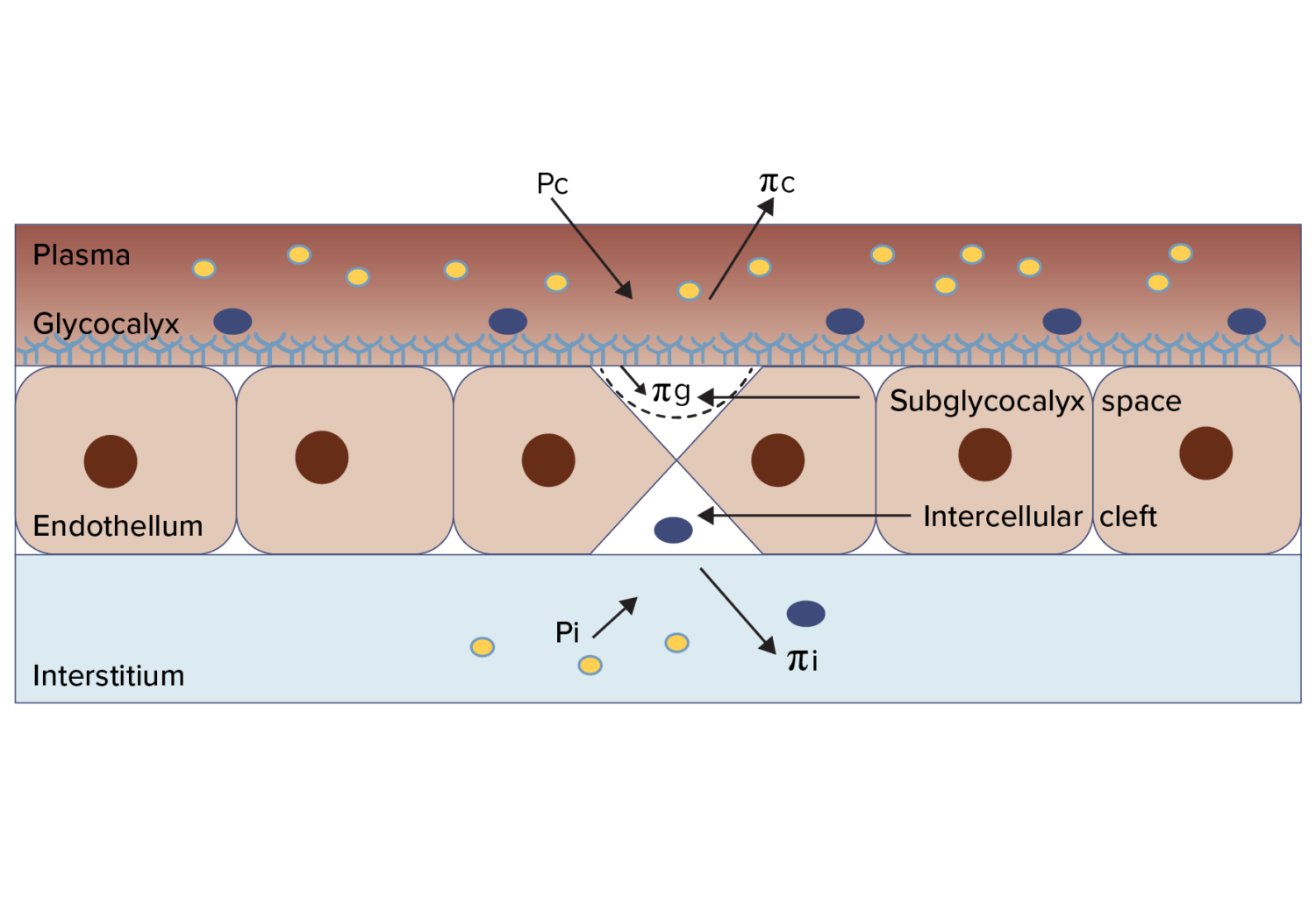 Infographic depicting modified starting hypothesis of fluid flux across the capillary membrane.