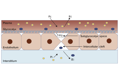 Infographic depicting modified starting hypothesis of fluid flux across the capillary membrane.