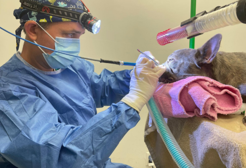 nose surgery happening with dr boas man