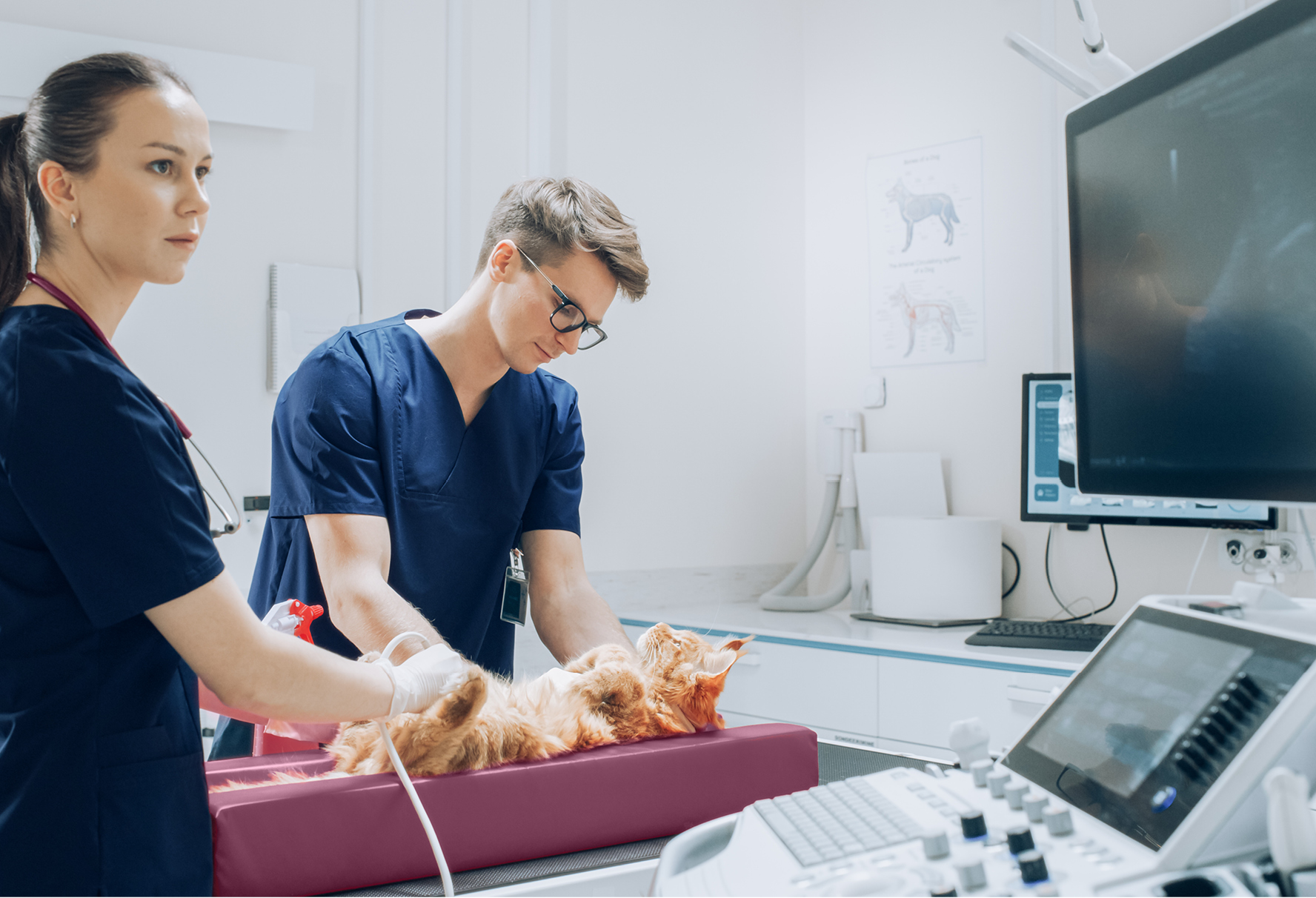 2 techs performing an ultrasound on a cat