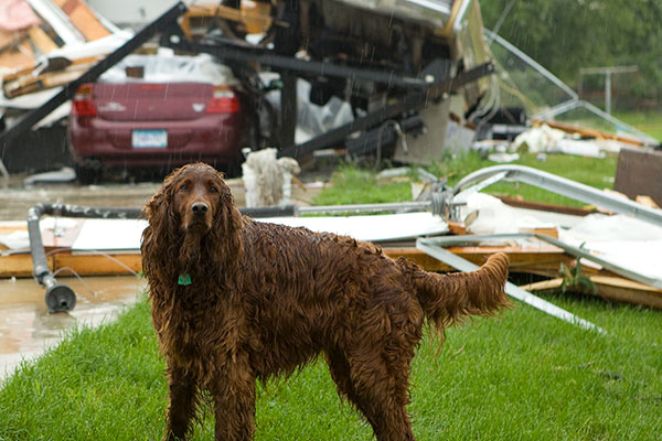 Dog standing in front of storm debris