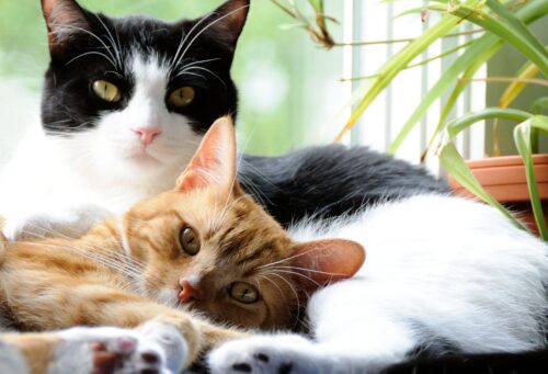 Orange cat cuddles with black and white cat
