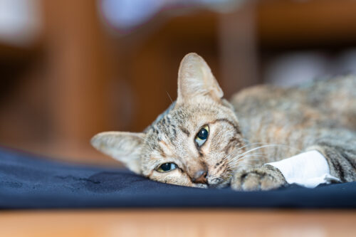 A small gray and brown cat with a white bandage above its paw lies sleepily on a blue blanket