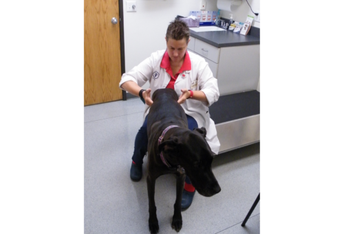 Robin Downing examining a dog