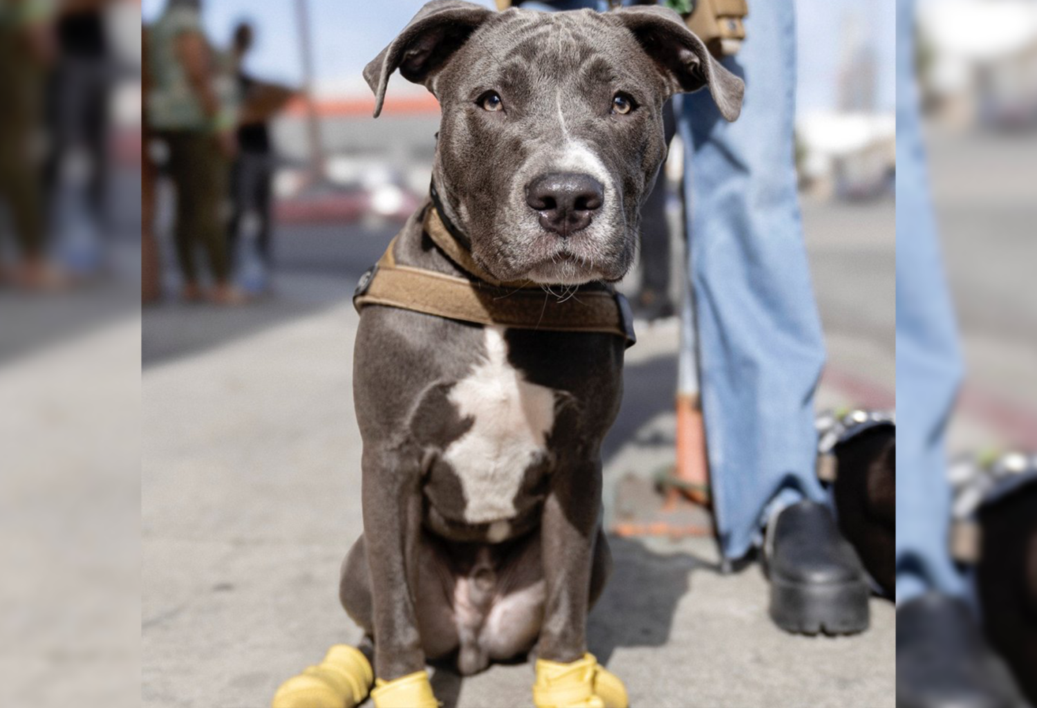 bigger dog with booties on to protect from heat