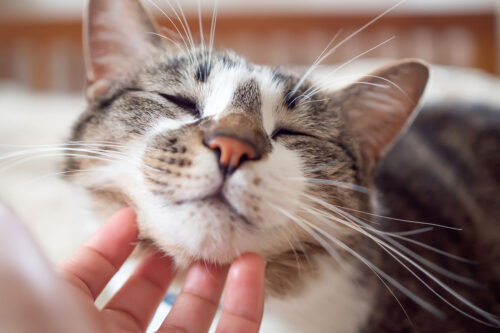 Cat being pet underneath chin