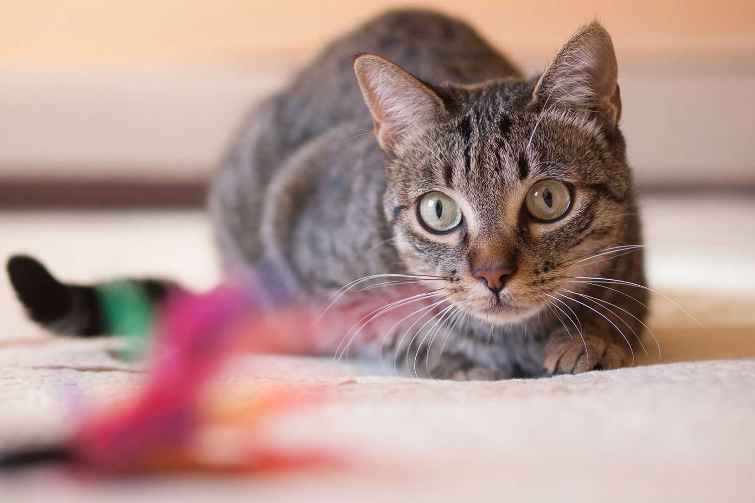 Cat laying down looking at toy