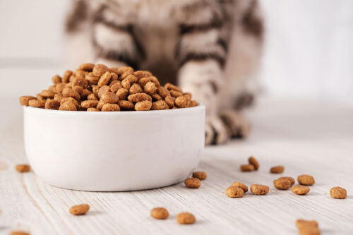 Cat standing at food bowl