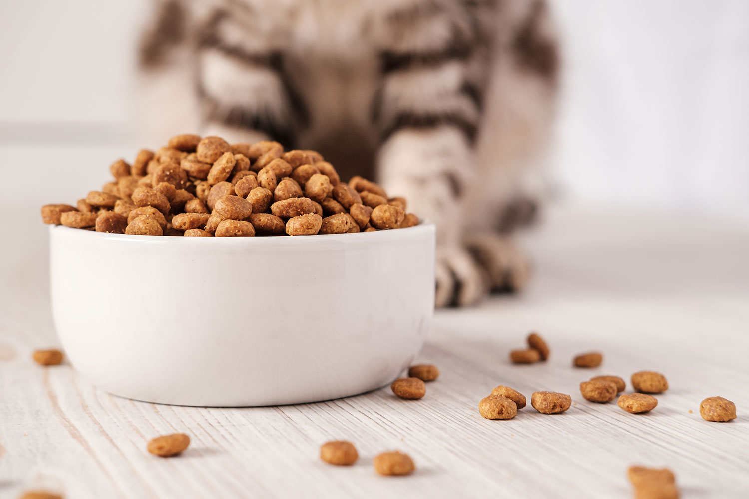 Cat standing at food bowl