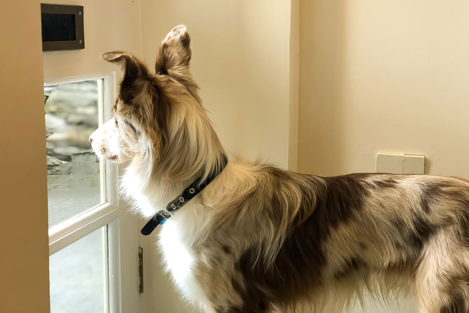 Dog staring out the window