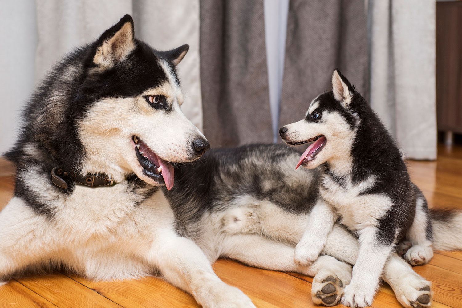 Husky puppy with mother