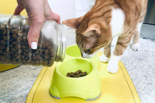 Pet owner feeding cat