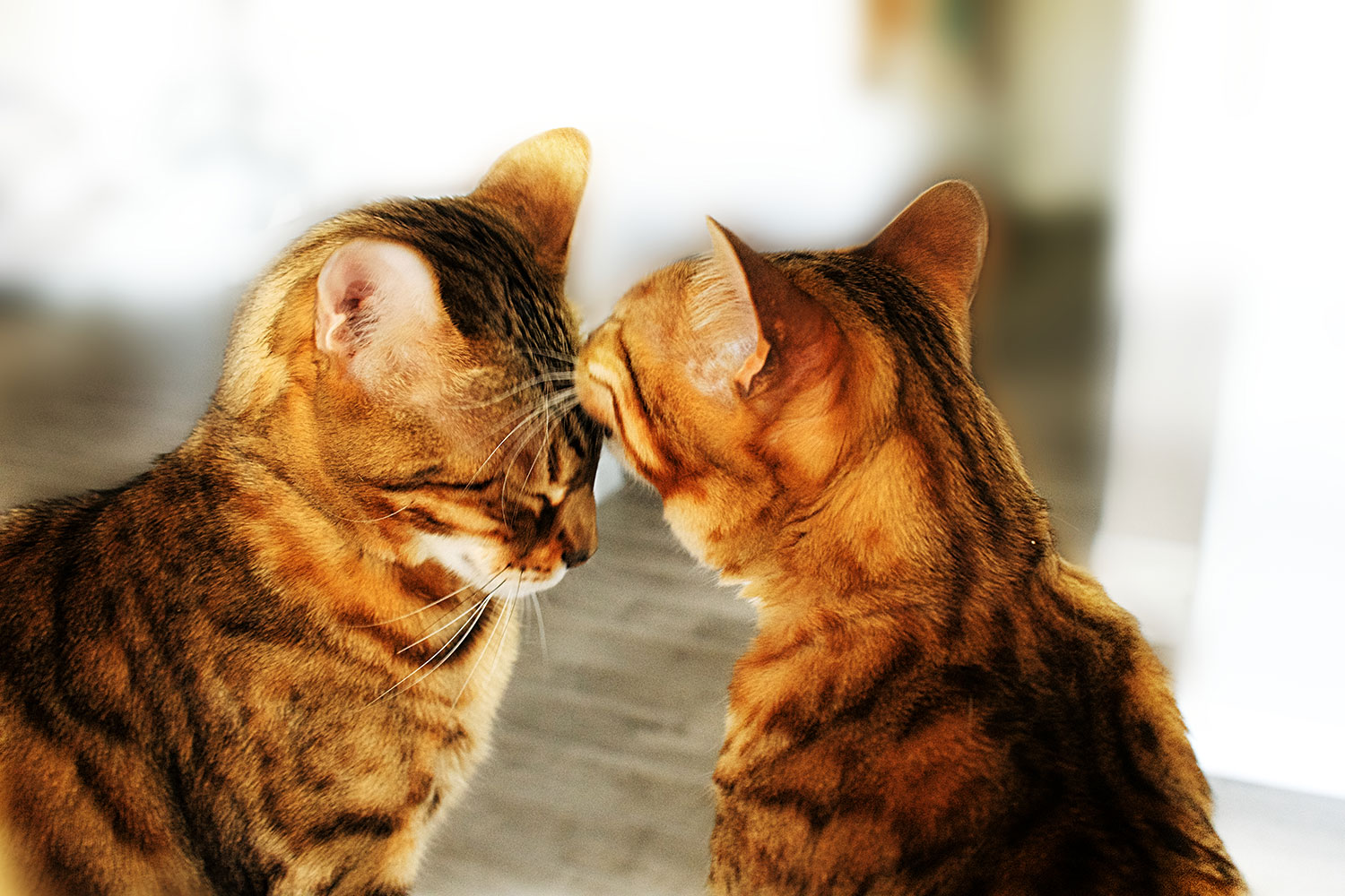 Two cats comforting each other