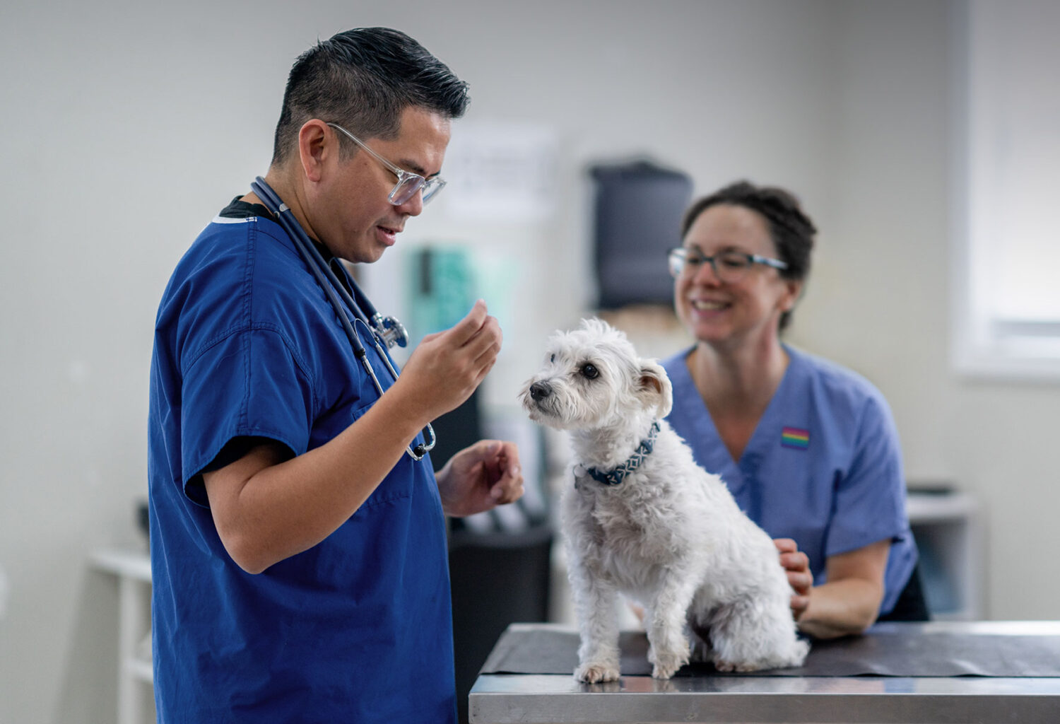 Vet examining dog