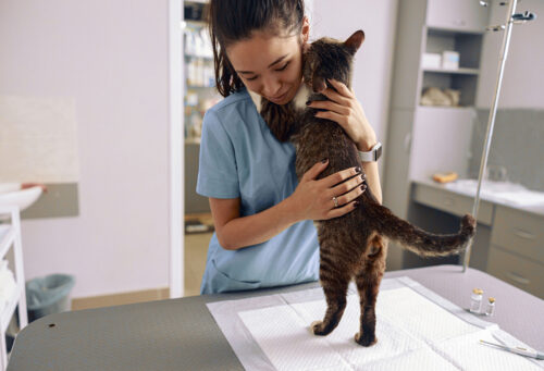 Vet hugging cat