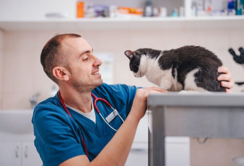 Vet looking at cat