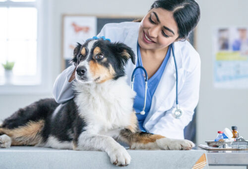 Vet petting dog