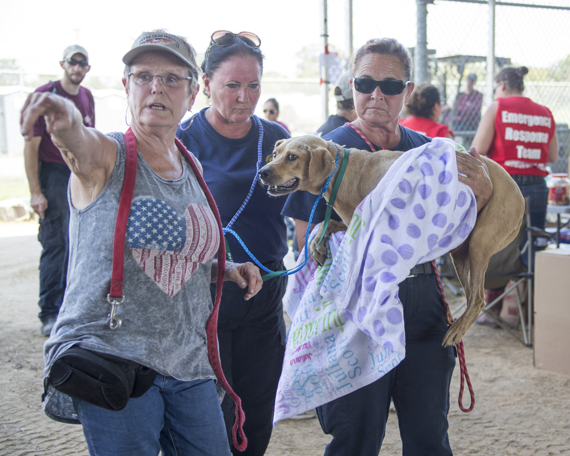 Volunteers work with a rescued dog