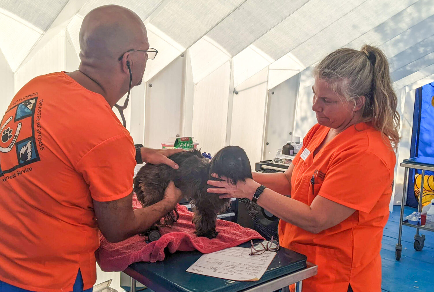 Volunteers treat animals during a disaster response