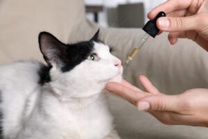 Cat receiving a CBD drop