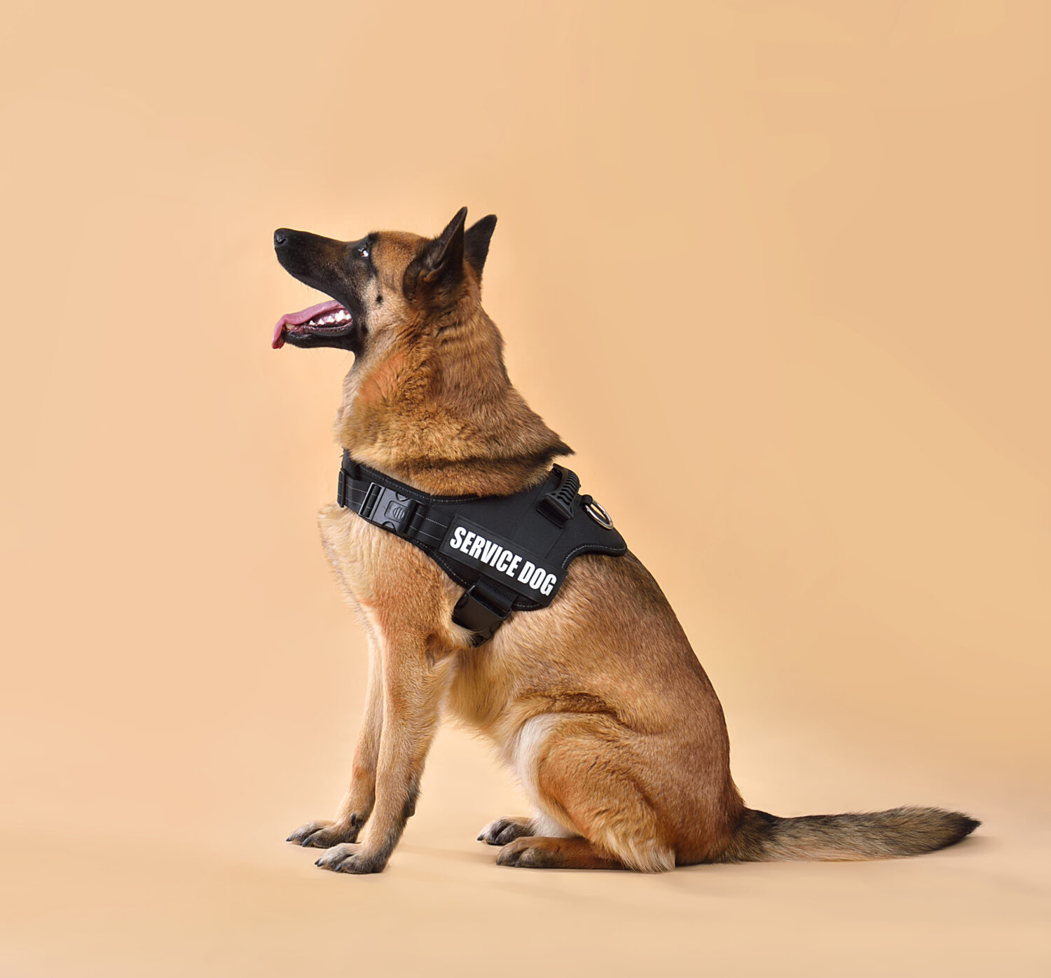 A German Shepherd wears a black vest labeled 