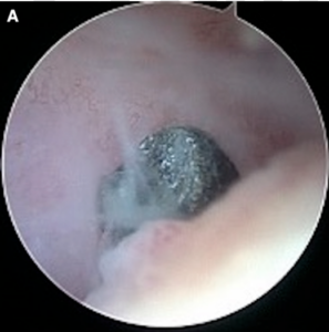 bullet fragment inside a cat's ear