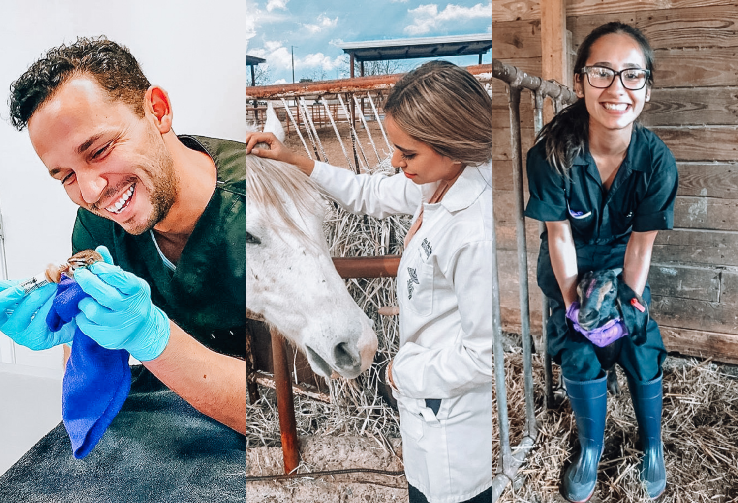 A three-panel photo shows three veterinarians caring for farm animals.