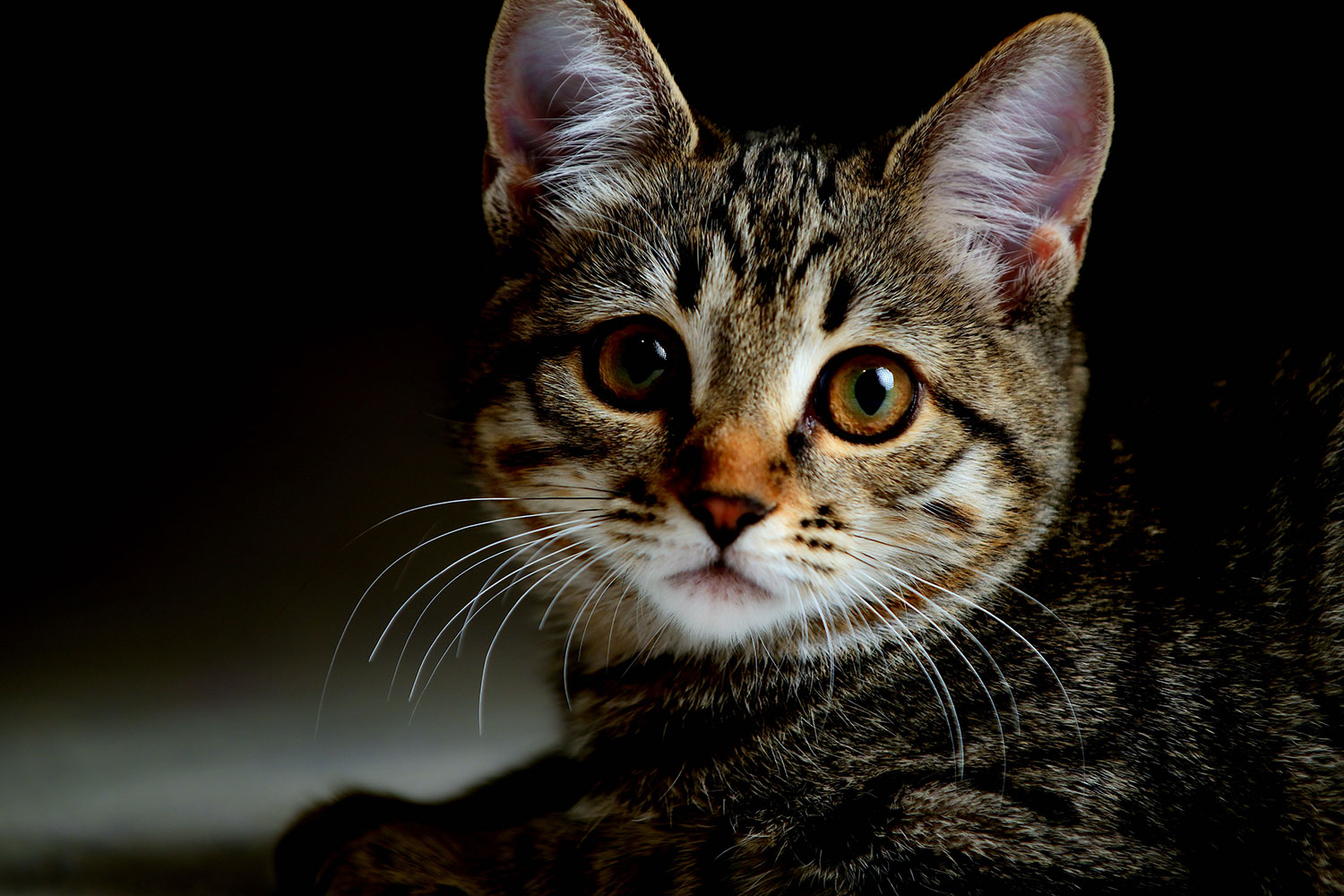 Cat lying down looking forward
