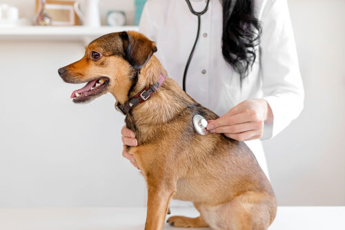 Dog on exam table being checked by vet