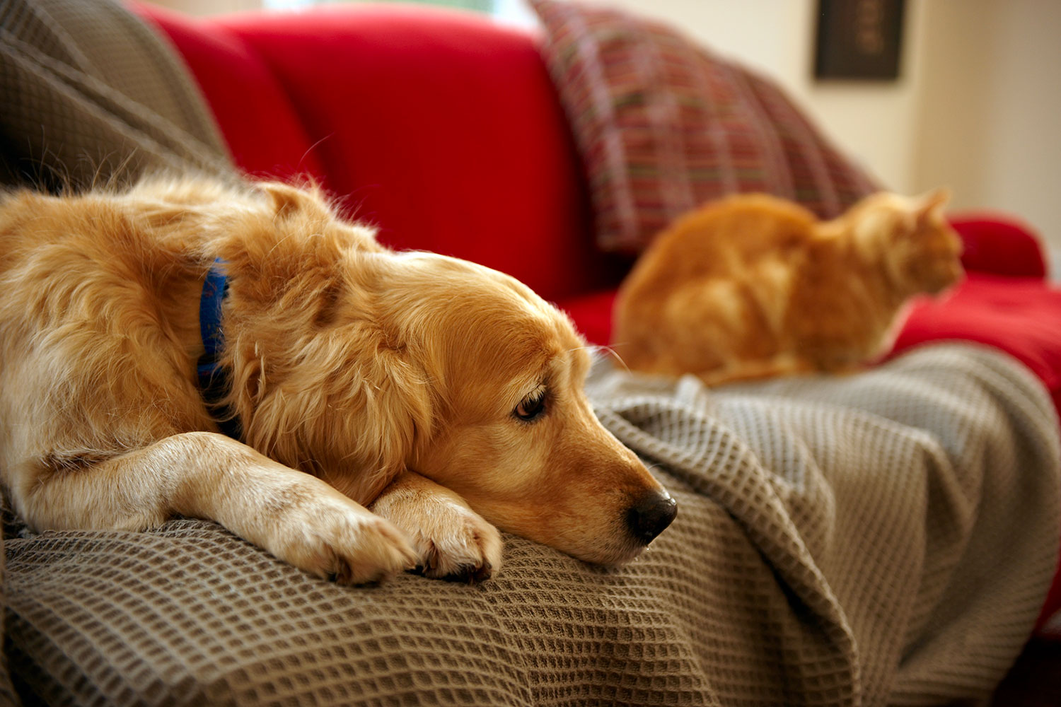 Golden retriever on couch with orange cat