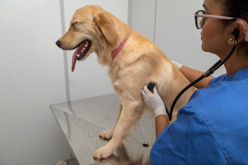 Golden retriever being examined by vet