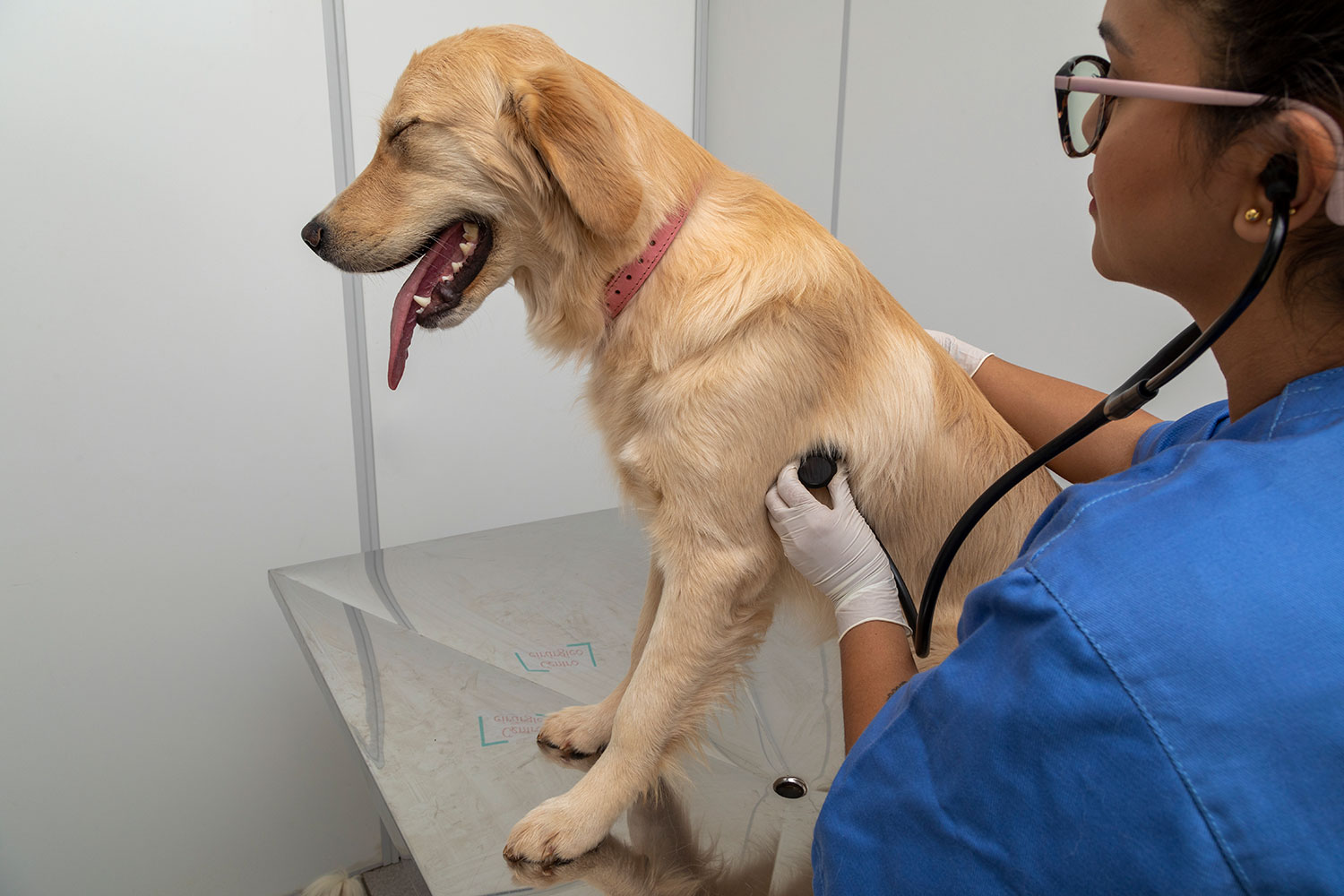 Golden retriever being examined by vet