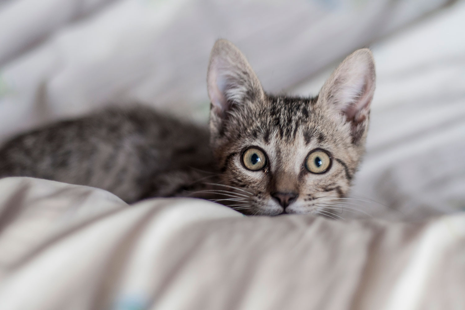 Kitten lying in blanket
