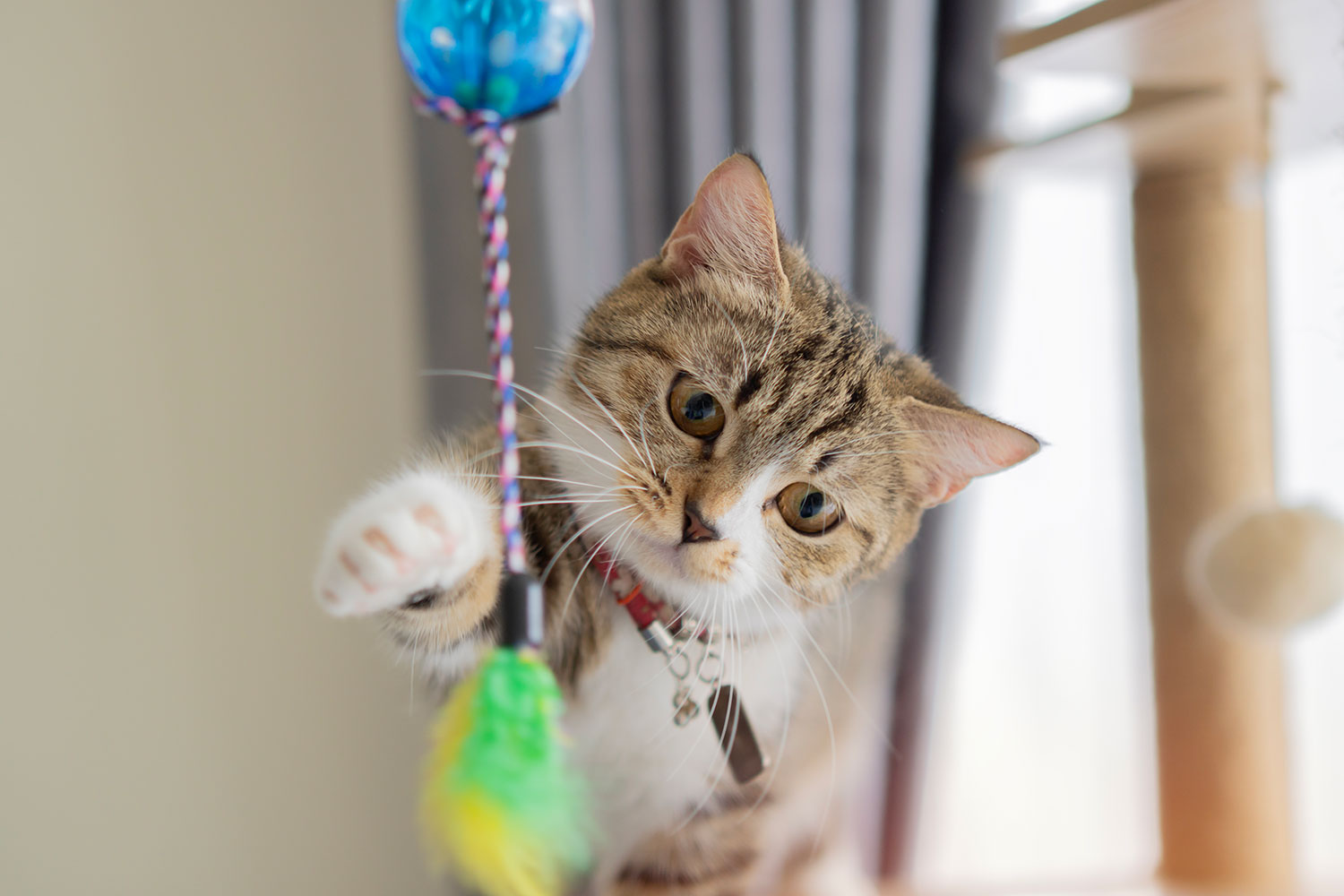 Kitten playing with toy
