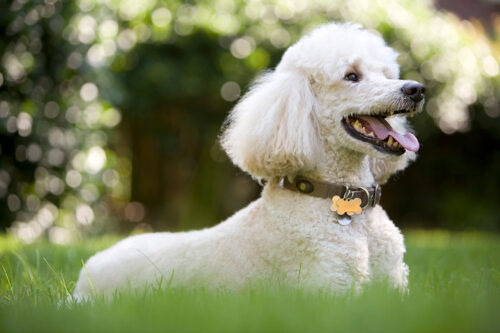 Poodle lying in grass