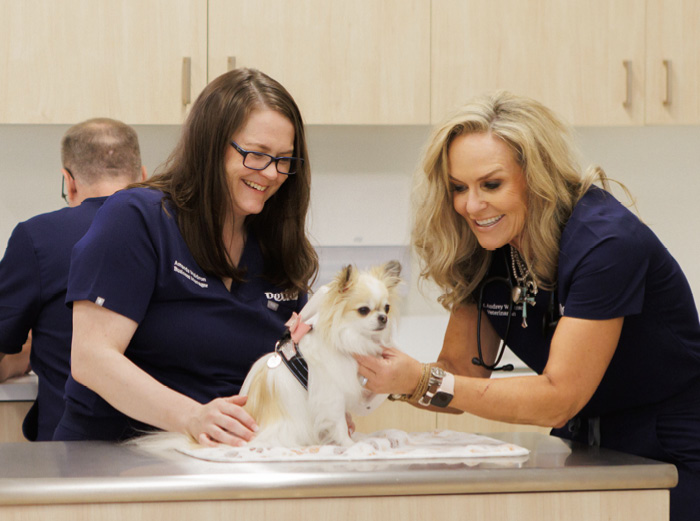 vet and tech examining dog on exam table