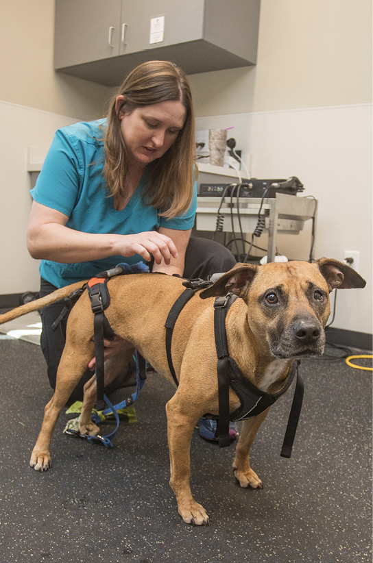 woman vet examining dog