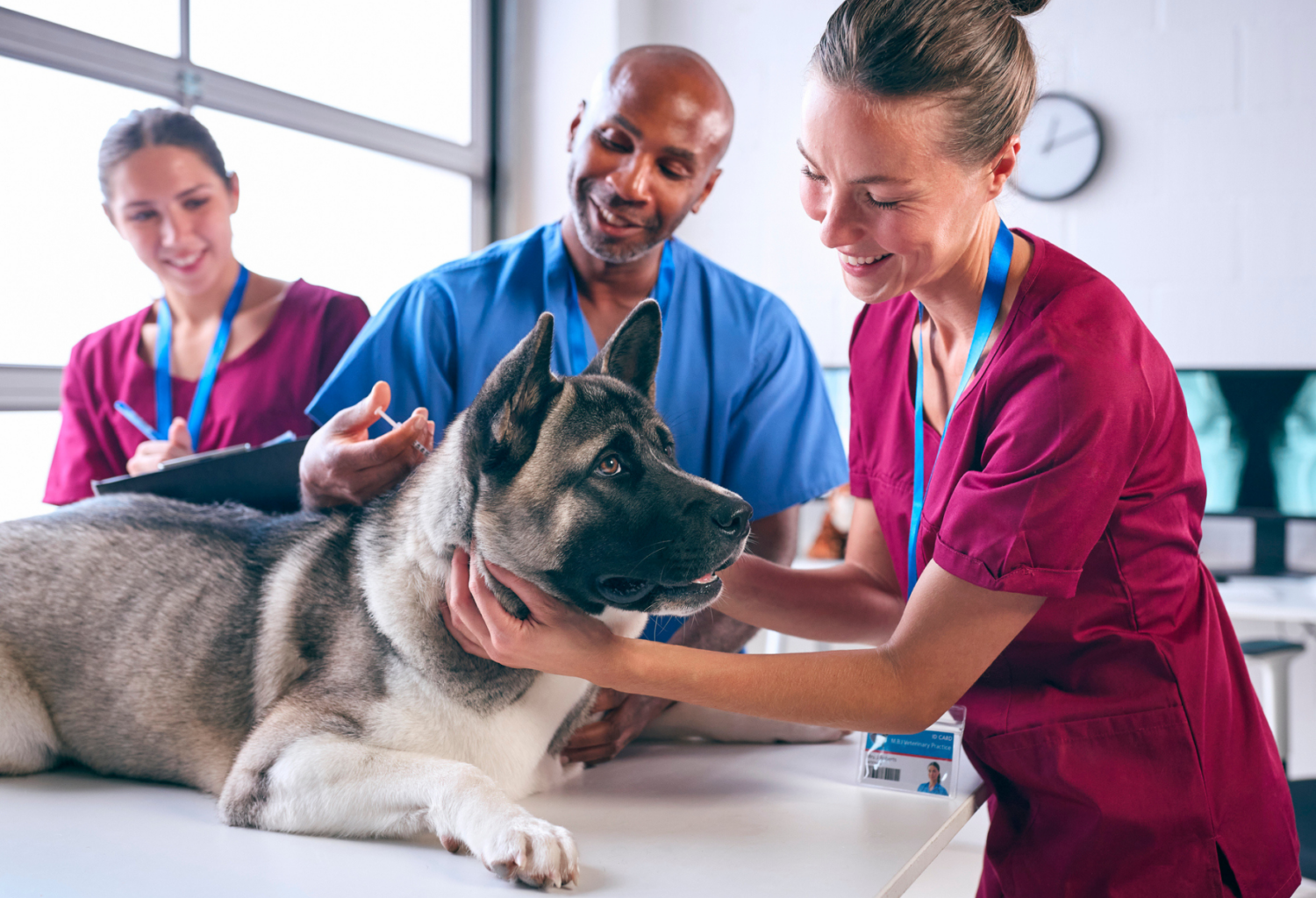Three veterinarians provide care for a German Shephard sitting on an exam table in a veterinary clinic.